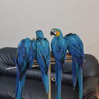 Gambar B N G macaw dari raki exo animal undefined 3 Tokopedia