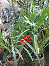 Gambar [ DEWASA ] Grammatophyllum Speciosum Flava/Alba – Varian Unik dari Raja Anggrek! dari Sandi Orchid Garden undefined 5 Tokopedia
