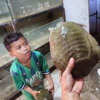 Gambar labi labi pelodiscus bulus taiwan dari luak kampus petshop undefined 5 Tokopedia