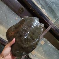 Gambar labi labi pelodiscus bulus taiwan dari luak kampus petshop undefined 3 Tokopedia