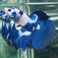 Gambar cupang hm blue panda size M dari BJ BETTA undefined 1 Tokopedia