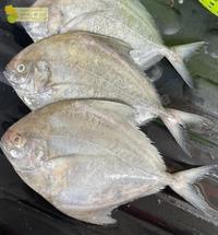 Gambar Ikan Bawal Hitam Segar Bawal Laut 1Kg Ikan Hasil Laut Segar - Besar 1/2 Ekor, 1 Pack / 1Kg dari Segar Laut Lestari undefined 1 Tokopedia