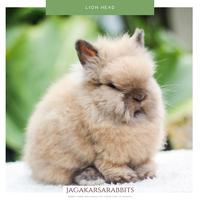 Gambar Kelinci Lion Head Tortois gendut hihi dari JagakarsaRabbitss undefined 3 Tokopedia