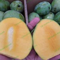 Gambar mangga indramayu mengkel super 1kg dari UD SURYA BUAH SEGAR undefined 1 Tokopedia