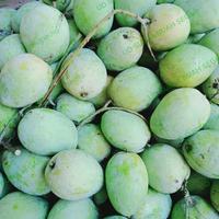 Gambar mangga indramayu mengkel super 1kg dari UD SURYA BUAH SEGAR undefined 3 Tokopedia