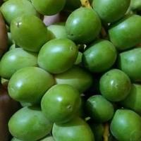Gambar Kurma Muda 500 g Fresh Promil Free Zuriat & Testpack 1 pcs dari Bos Kurma_NEW undefined 5 Tokopedia