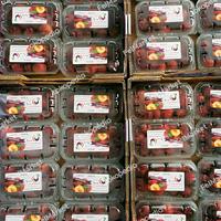 Gambar plum cherry sweet USA manis | buah plum red cherry import | pack dari Felmarket undefined 3 Tokopedia