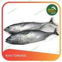 Gambar Ikan Tongkol Segar per 500 gr - Sayur Pawon Bantul dari Sayur Pawon Jogja undefined 1 Tokopedia