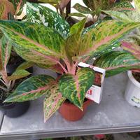 Gambar AGLAONEMA MAHAMERU dari AKA AGLAONEMA undefined 2 Tokopedia