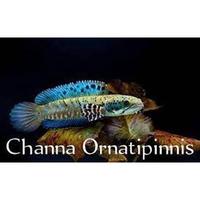 Gambar original channa chana orna yellow lips ornatipinnis size 7cm up single dari Eleven- undefined 2 Tokopedia
