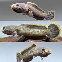 Gambar original ikan predator chana limbata jumbo asli dari pegunungan dari Shapat-makmur undefined 1 Tokopedia