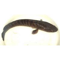 Gambar original misteri box ikan chana limbata isi 2 ekor size 10-13 cm, dari Shapat-makmur undefined 2 Tokopedia