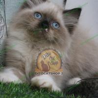 Gambar Kucing Anggora Persia Himalaya Ragdoll Munchkin dari DitocatshopIndonesia undefined 4 Tokopedia