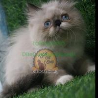 Gambar Kucing Anggora Persia Himalaya Ragdoll Munchkin dari DitocatshopIndonesia undefined 2 Tokopedia