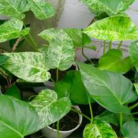 Gambar tanaman hias philo marble varigata - philodendron marble variegata dari Tanaman store69 undefined 4 Tokopedia
