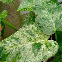 Gambar tanaman hias philo marble varigata - philodendron marble variegata dari Tanaman store69 undefined 2 Tokopedia