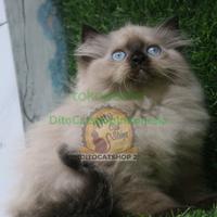 Gambar Kucing Anggora Persia Himalaya Ragdoll Munchkin dari DitocatshopIndonesia undefined 3 Tokopedia