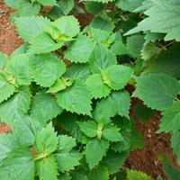 Gambar DAUN MATCHO/daun Macau/daun matco(per tangkai daun 5-6) BATAM dari Sinar Abadi 188 Batam undefined 1 Tokopedia