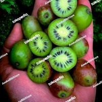 Gambar bibit buah kiwi hijau super dari Aneka Bibit Jaya_NEW undefined 1 Tokopedia