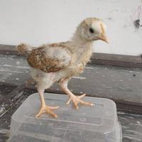 Gambar Ayam Kampung Asli - Ayam Kampung Remaja Usia 2 Minggu - Free Vitamin dari betta center_NEW undefined 1 Tokopedia