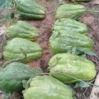 Gambar bibit labu siam unggul sudah bertunas per 1 buah dari Paradiseonline01 undefined 2 Tokopedia
