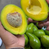 Gambar alpukat mentega super buah segar kemasan 1kilogram Buah segar dari Pondok Buah Charisa undefined 3 Tokopedia