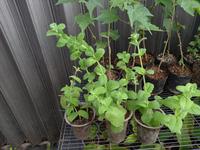 Gambar Bibit Daun Mint / Pappermint / Mint / tanaman mint dari CV. TANAMBERKAHJAYA undefined 1 Tokopedia