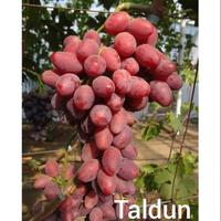 Gambar Bibit anggur import taldun cepat berbuah dan manis dari bibit anggur hijau undefined 1 Tokopedia