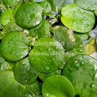 Gambar Frogbit Amazon / Tanaman Apung / Tumbuhan Aquascape - S dari NovAquatics Hobbies undefined 1 Tokopedia