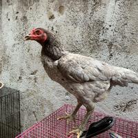 Gambar Ayam Pakhoy Betina Indukan dari Nando Pets undefined 1 Tokopedia