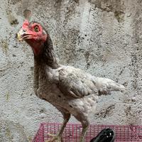 Gambar Ayam Pakhoy Betina Indukan dari Nando Pets undefined 2 Tokopedia