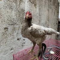 Gambar Ayam Pakhoy Betina Indukan dari Nando Pets undefined 4 Tokopedia