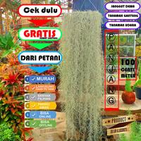 Gambar Tanaman hias gantung Janggut musa | Janggut nabi| janggut dewa - 2 dari ibad garden undefined 1 Tokopedia