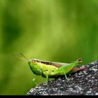 Gambar belalang sawah - belalang hidup pakan reptil - belalang pakan burung dari bagasAquatic02 undefined 2 Tokopedia