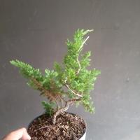 Gambar bonsai cemara sinensis bahan dari anjaniflowers.lestari undefined 2 Tokopedia
