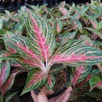 Gambar tanaman hias aglonema butterfly dari inas harun collection undefined 2 Tokopedia