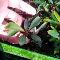 Gambar bucephalandra sp paris rizom dari Gubuk Buce Sambi undefined 4 Tokopedia