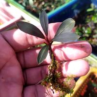 Gambar bucephalandra sp paris rizom dari Gubuk Buce Sambi undefined 1 Tokopedia