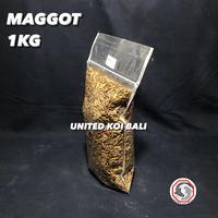 Gambar PAKAN IKAN REPACK - ULAT MAGGOT BSF KERING 1 KG dari UNITED KOI BALI undefined 2 Tokopedia