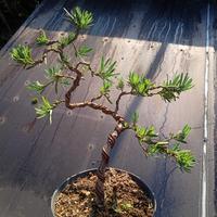 Gambar bonsai lohansung tinggal pajang dari anjaniflowers.lestari undefined 1 Tokopedia