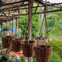 Gambar POT ANGGREK GANTUNG - POT SABUT KELAPA - POT GANTUNG - POT BUNGA HIAS dari jagat123 undefined 2 Tokopedia