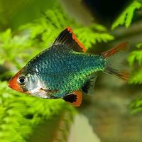 Gambar ikan green tiger sumatra barb ikan hias dari Fauna aqua undefined 5 Tokopedia