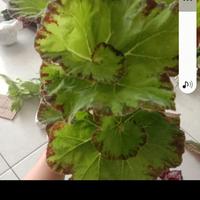 Gambar Begonia rifel nil dari Zain Flower's undefined 1 Tokopedia
