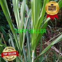 Gambar 1000 GRAM DAUN TEBU (PREMIUM QUALITY) dari TOPP SELLER undefined 3 Tokopedia