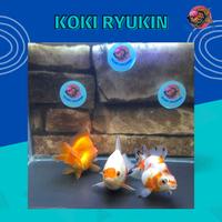 Gambar Ikan Hias Mas Koki Ryukin Super Quality - XXL dari Glory Goldfish undefined 4 Tokopedia