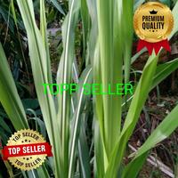 Gambar 1000 GRAM DAUN TEBU (PREMIUM QUALITY) dari TOPP SELLER undefined 4 Tokopedia