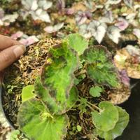 Gambar Begonia rifel nil dari Zain Flower's undefined 2 Tokopedia