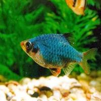 Gambar ikan green tiger sumatra barb ikan hias dari Fauna aqua undefined 3 Tokopedia