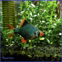 Gambar ikan green tiger sumatra barb ikan hias dari Fauna aqua undefined 1 Tokopedia