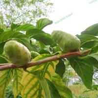 Gambar Bibit Tanaman Mengkudu-Pohon Mengkudu-Pohon Herbal Mengkudu/Bentis dari Bejo Bibit Unggul undefined 1 Tokopedia